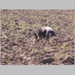 Queen beim faehrten....JPG